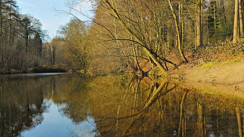 Reflection of trees in water