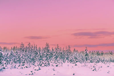 View of winter forest at sunset