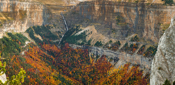 View of trees in forest during autumn