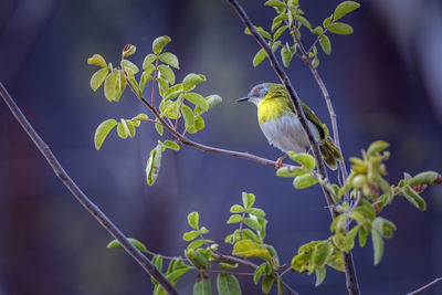 Close-up of bird perching on plant