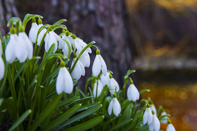 Close-up of white flowering plant