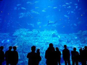 Group of people swimming in aquarium