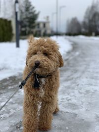 Close-up of dog on snow