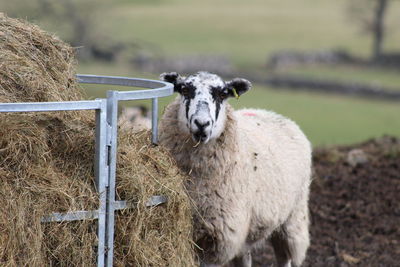 Portrait of sheep on field