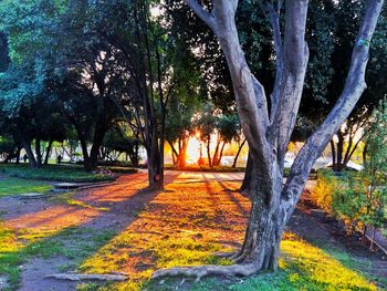 Trees on landscape