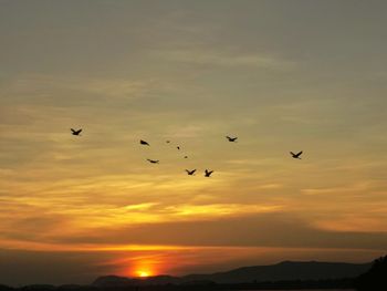 Silhouette birds flying in sky during sunset