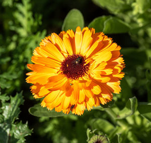 Close-up of insect on yellow flower