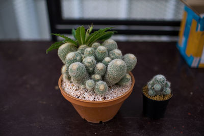 High angle view of succulent plant on table