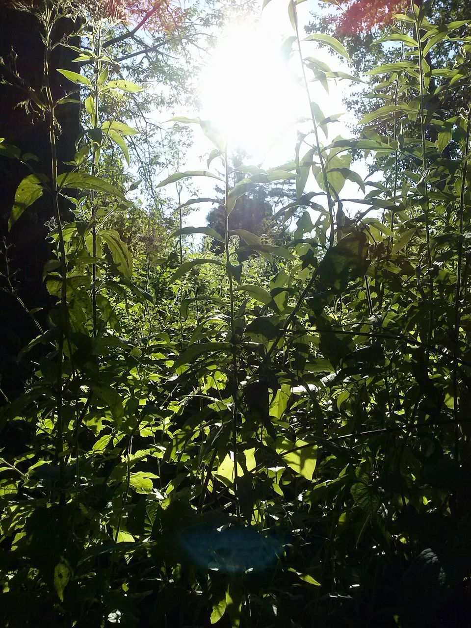 tree, growth, sunlight, branch, tranquility, nature, green color, beauty in nature, sun, plant, lens flare, leaf, sunbeam, tranquil scene, forest, day, scenics, no people, outdoors, sky