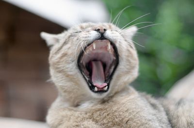 Close-up of cat yawning outdoors