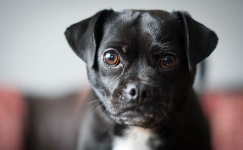 Close-up portrait of dog