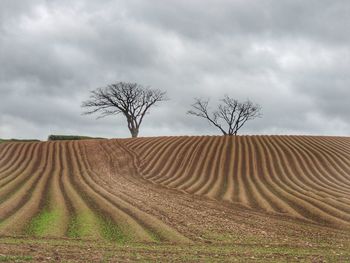 Bare tree on field against sky