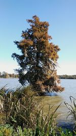 Tree by lake against clear sky