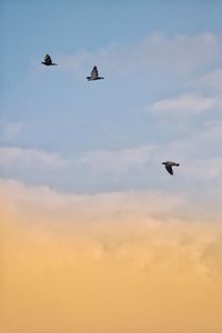 Low angle view of birds flying in sky