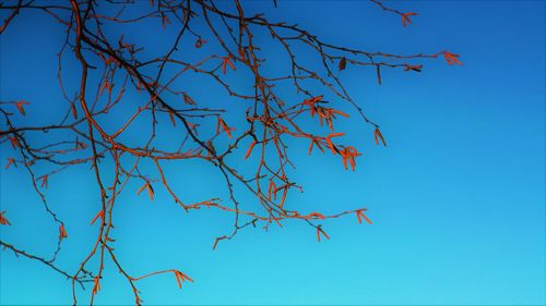 Low angle view of bare tree against clear blue sky