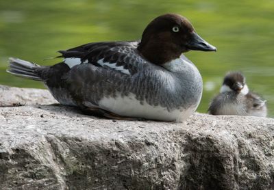 Close-up of ducks on rock