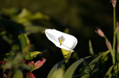 Close-up of white flowering plant