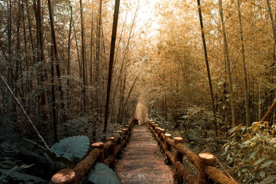 Footpath amidst trees in forest