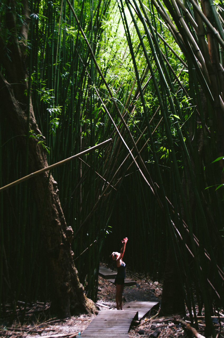 full length, tree, leisure activity, lifestyles, rear view, walking, person, animal themes, one animal, green color, nature, animals in the wild, plant, sunlight, men, outdoors, growth, casual clothing