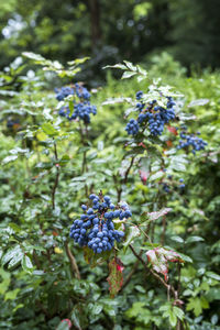 Low angle view of berries growing on tree