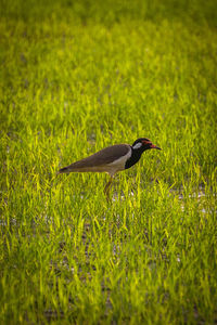 Bird on a field