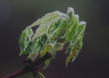 Close-up of fresh green plant