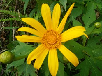 Macro shot of yellow flower