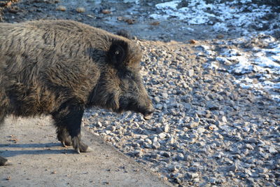 Pig standing by stones