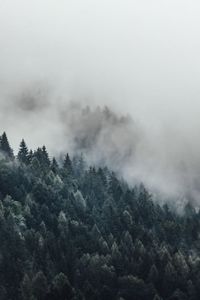 Trees in forest against sky