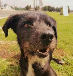 Close-up portrait of a dog on field