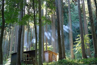 Panoramic view of trees in forest