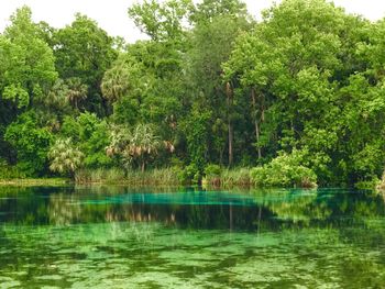 Scenic view of lake by trees