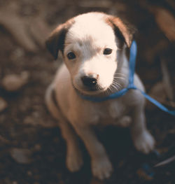 Close-up portrait of puppy