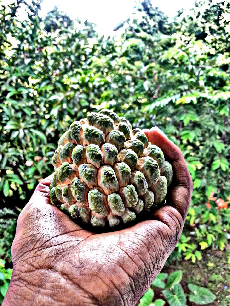 CLOSE-UP OF HUMAN HAND HOLDING LEAF