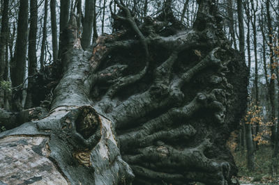 Close-up of dead tree trunk in forest