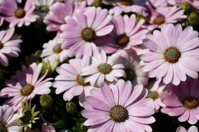 Close-up of pink flower