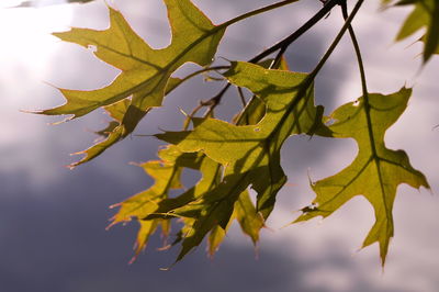 Close-up of tree leaves against sky