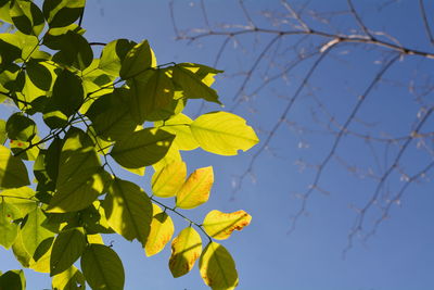 Low angle view of leaves against blue sky