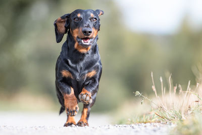 Portrait of dachshund running on dirt road