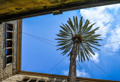 Low angle view of palm tree against sky