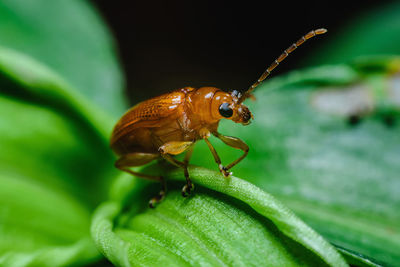 Orange,red beetle with a beautiful color grasping the green leaves in the natural garden.