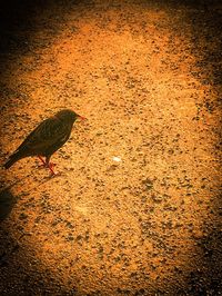 Close-up high angle view of lizard