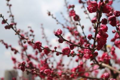 Close-up of flowers growing on tree