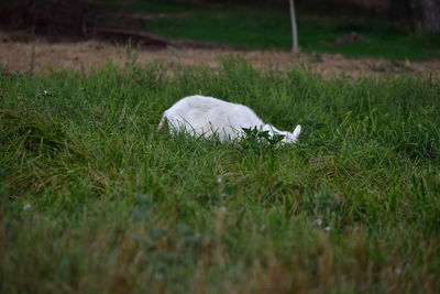 White cat lying on grass