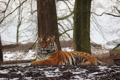 View of a cat on snow