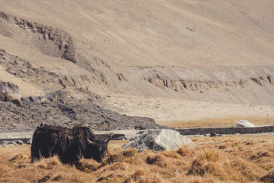 View of horse on land