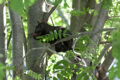Lizard on tree trunk