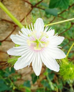 Close-up of daisy flower