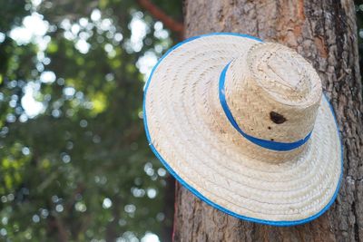 Low angle view of hat on tree trunk in forest