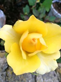 Close-up of yellow flower blooming outdoors